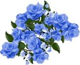 RosesBleues